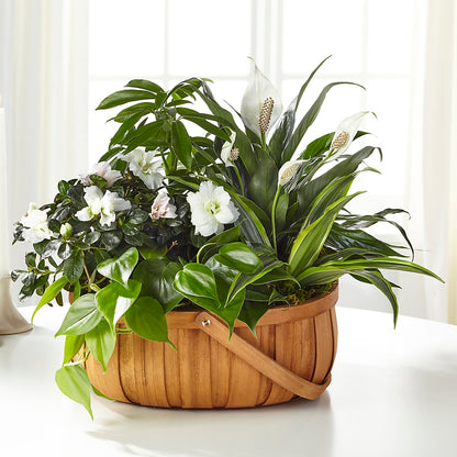 Serene Dishgarden –  North Star Blooms, Roseville MN