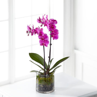Pink Orchid Plant –  North Star Blooms, Roseville MN