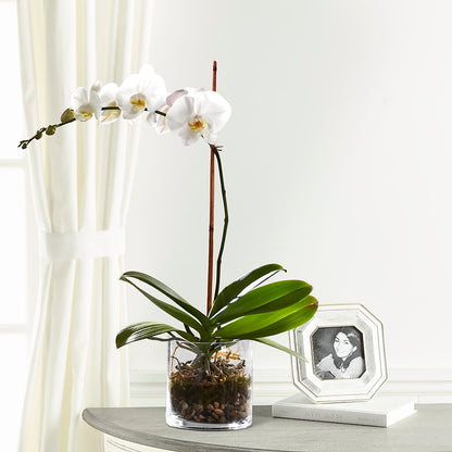 White Orchid Planter –  North Star Blooms, Roseville MN