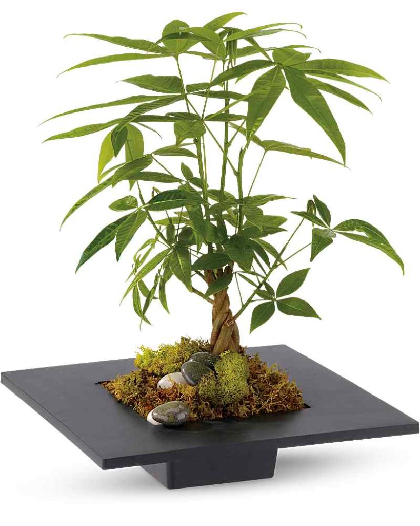Money Tree –  North Star Blooms, Roseville MN