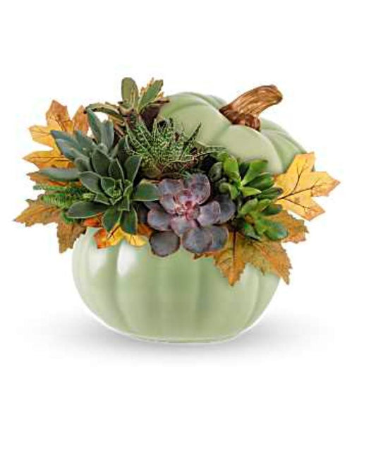 Sage Pumpkin Succulent Garden