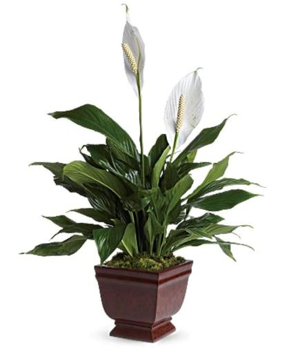 Lovely One Spathiphyllum Plant –  North Star Blooms, Roseville MN