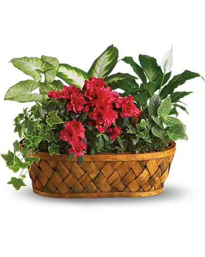 Plants Galore –  North Star Blooms, Roseville MN