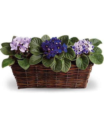 Sweet Violet Trio –  North Star Blooms, Roseville MN