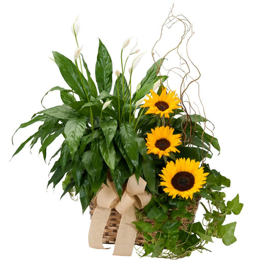 Plant And Sunshine