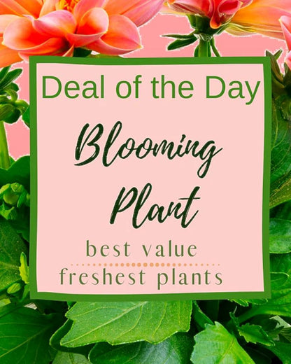 Blooming Plant Deal of the Day