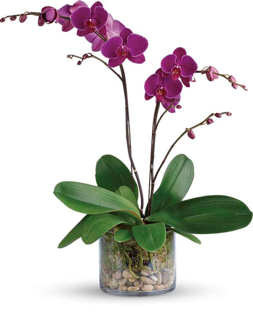 Glorious Gratitude Orchid –  North Star Blooms, Roseville MN