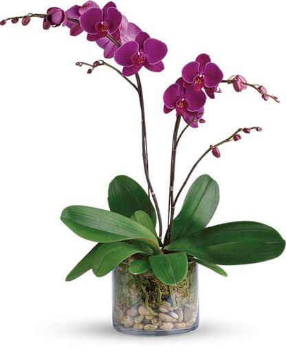 Glorious Gratitude Orchid –  North Star Blooms, Roseville MN