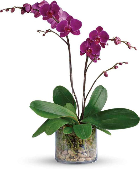 Glorious Gratitude Orchid –  North Star Blooms, Roseville MN