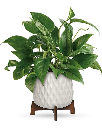 Lush Leaves Pothos Plant  –  North Star Blooms, Roseville MN