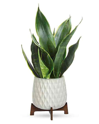 Teleflora's Growing Art Sansevieria Plant –  North Star Blooms, Roseville MN