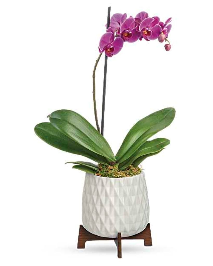 Teleflora's Architectural Orchid Plant –  North Star Blooms, Roseville MN