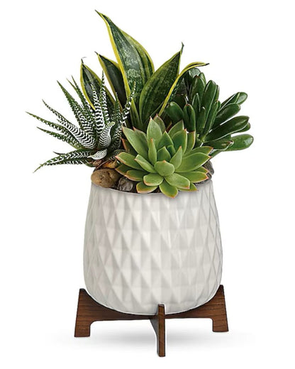 Modern Mood Succulent Garden –  North Star Blooms, Roseville MN