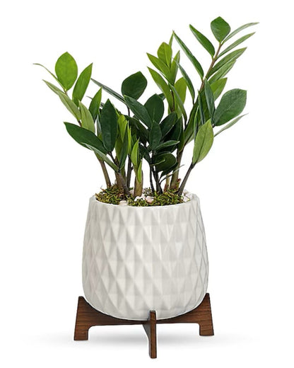 Luxe Leaves Plant –  North Star Blooms, Roseville MN