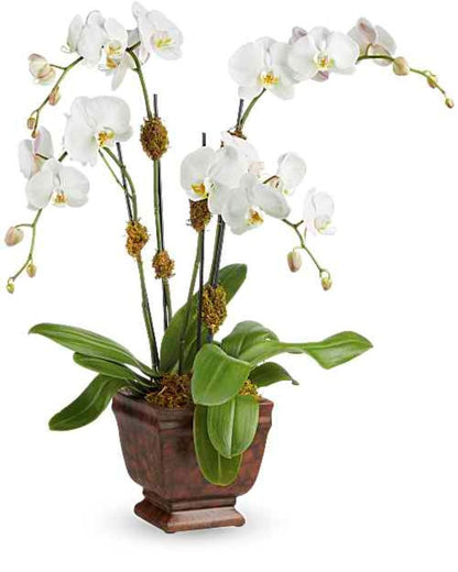 Teleflora's Blossoming Orchid Plant –  North Star Blooms, Roseville MN